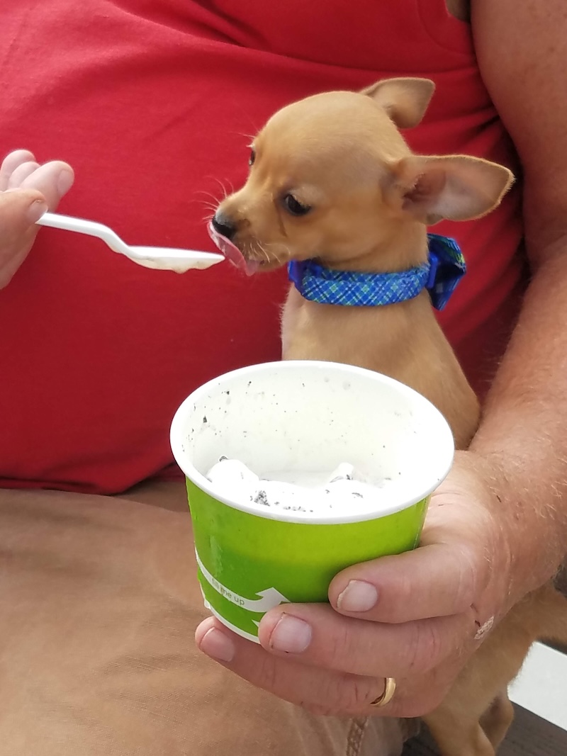 Dog enjoying ice cream