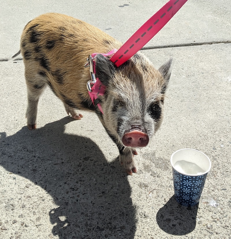 Even pigs love our Italian Ice